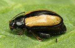 Phyllotreta armoraciae