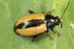 Phyllotreta armoraciae