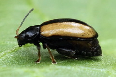 Phyllotreta armoraciae