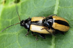 Phyllotreta armoraciae