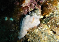 Tarantinaea lignaria