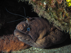 Gymnothorax unicolor