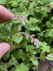 Cynoglossum australe