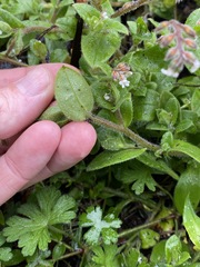 Cynoglossum australe