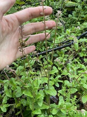 Cynoglossum australe