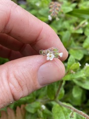 Cynoglossum australe