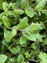 Cynoglossum australe