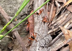 Leptomyrmex tibialis