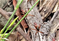 Leptomyrmex tibialis