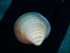 Glycymeris nummaria