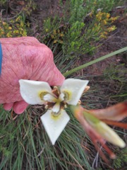 Moraea bellendenii