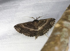 Adrapsa mediana