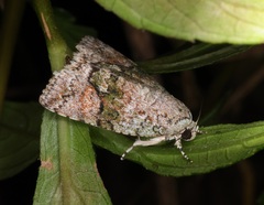 Blenina quinaria