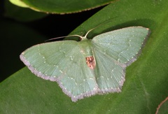 Hemithea marina