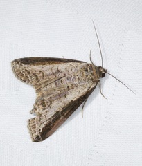 Lophoptera squammigera
