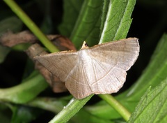 Plesiomorpha flaviceps
