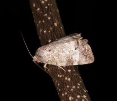 Blenina quinaria