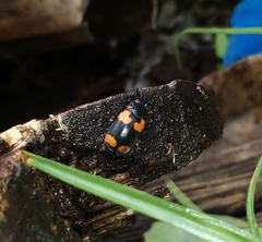 Episcapha quadrimacula