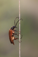 Cebrio gigas