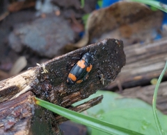 Episcapha quadrimacula