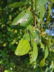 Onychargia atrocyana