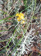 Helichrysum rutilans