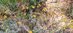 Helichrysum rutilans