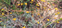 Helichrysum rutilans