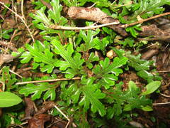 Selaginella convoluta