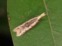 Dichomeris ochthophora