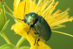 Cryptocephalus aureolus