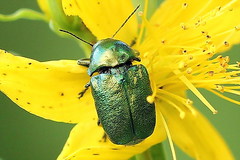 Cryptocephalus aureolus