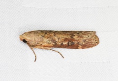 Lamoria adaptella