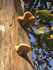 Rhodotus palmatus