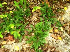Selaginella convoluta