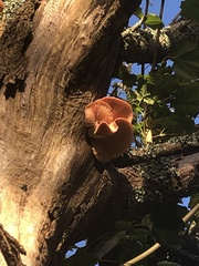 Rhodotus palmatus