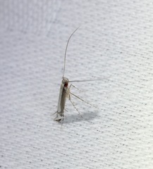 Eteoryctis syngramma