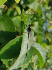 Onychargia atrocyana