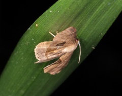 Phazaca leucocera