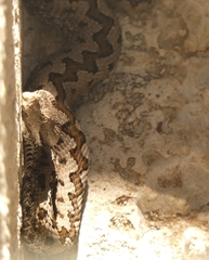 Vipera latastei