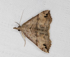 Dichromia occatus