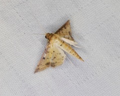 Herpetogramma cynaralis