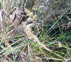 Tribolium hispidum