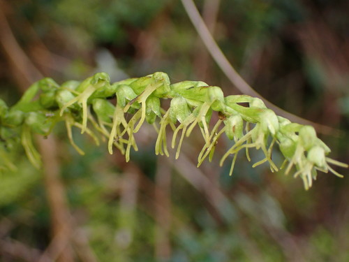 Herminium lanceum iNat (2)