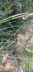 Tribolium hispidum