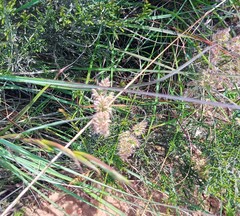 Tribolium hispidum