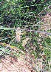 Tribolium hispidum