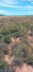Tribolium hispidum