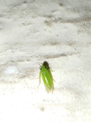 Cicadellidae