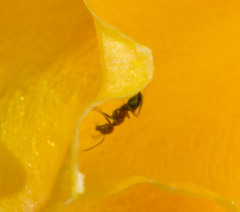 Camponotus bakeri